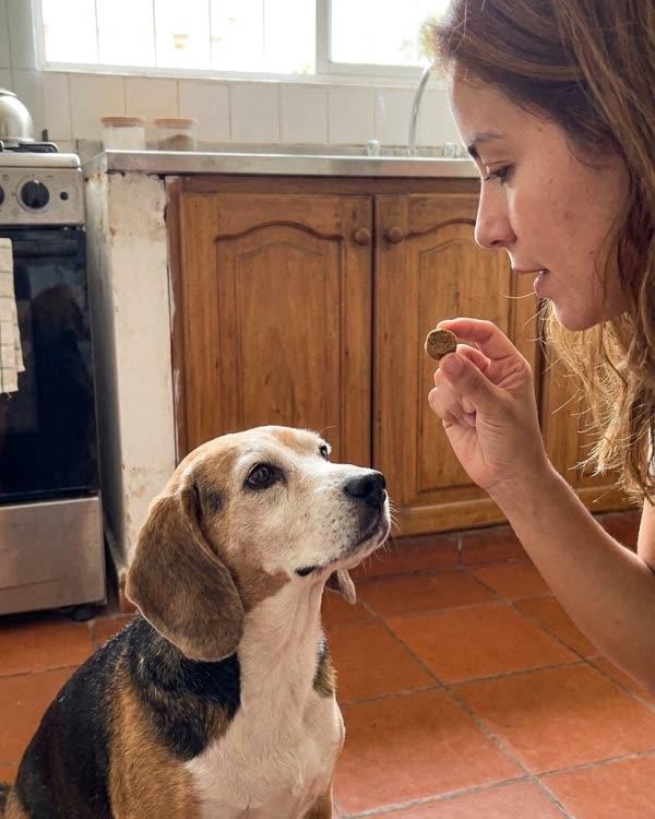 Escena recreada: dueña dándole un premio masticable a su beagle