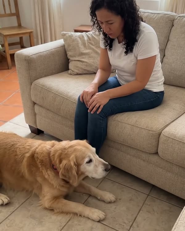 Escena recreada: el golden echado en el piso junto al sofá