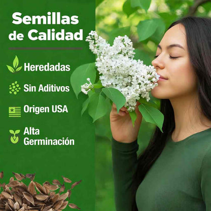 SEMILLAS DE JAZMÍN SAGRADO® — TRANSFORMA TU HOGAR EN PAZ Y ESPIRITUALIDAD X100