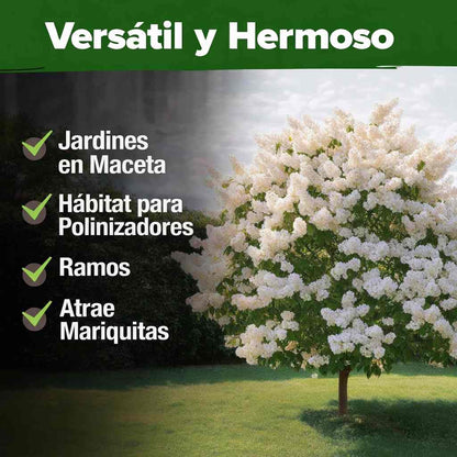 SEMILLAS DE JAZMÍN SAGRADO® — TRANSFORMA TU HOGAR EN PAZ Y ESPIRITUALIDAD X100