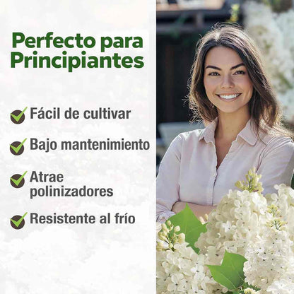 SEMILLAS DE JAZMÍN SAGRADO® — TRANSFORMA TU HOGAR EN PAZ Y ESPIRITUALIDAD X100