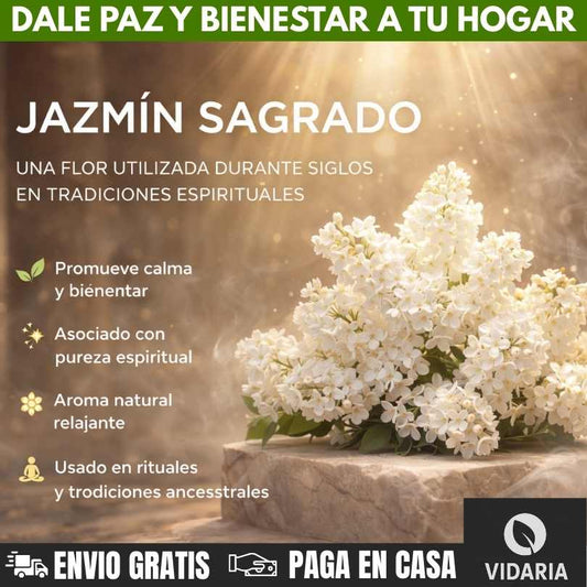 SEMILLAS DE JAZMÍN SAGRADO® — TRANSFORMA TU HOGAR EN PAZ Y ESPIRITUALIDAD X100