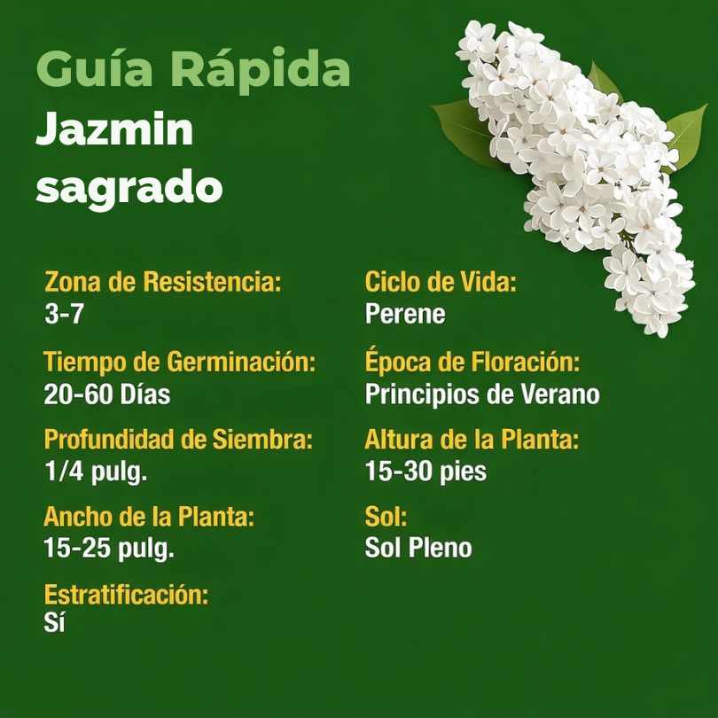 SEMILLAS DE JAZMÍN SAGRADO® — TRANSFORMA TU HOGAR EN PAZ Y ESPIRITUALIDAD X100
