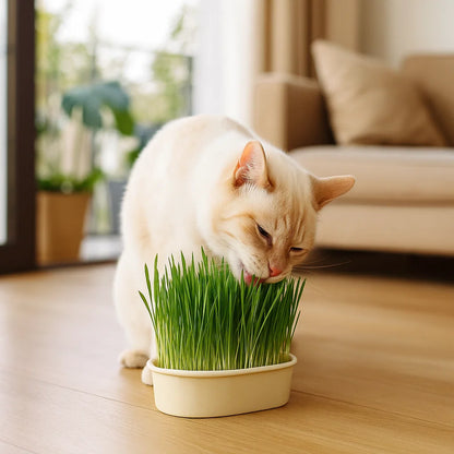 Cat Garden+® - La forma más sana de mantener feliz a tu gato 💚