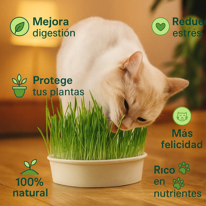 Cat Garden+® - La forma más sana de mantener feliz a tu gato 💚