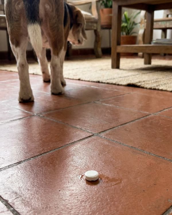 Escena recreada: pastilla en el piso de la cocina, el perro se aleja
